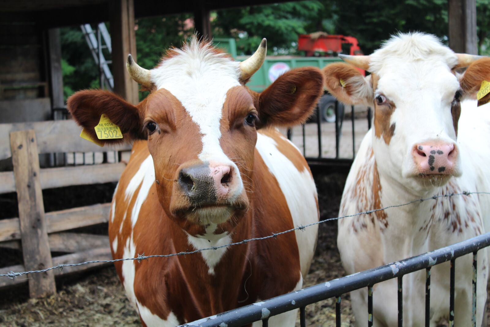 Canon EOS 1300D (EOS Rebel T6 / EOS Kiss X80) sample photo. Cow, bronlaak, oploo photography