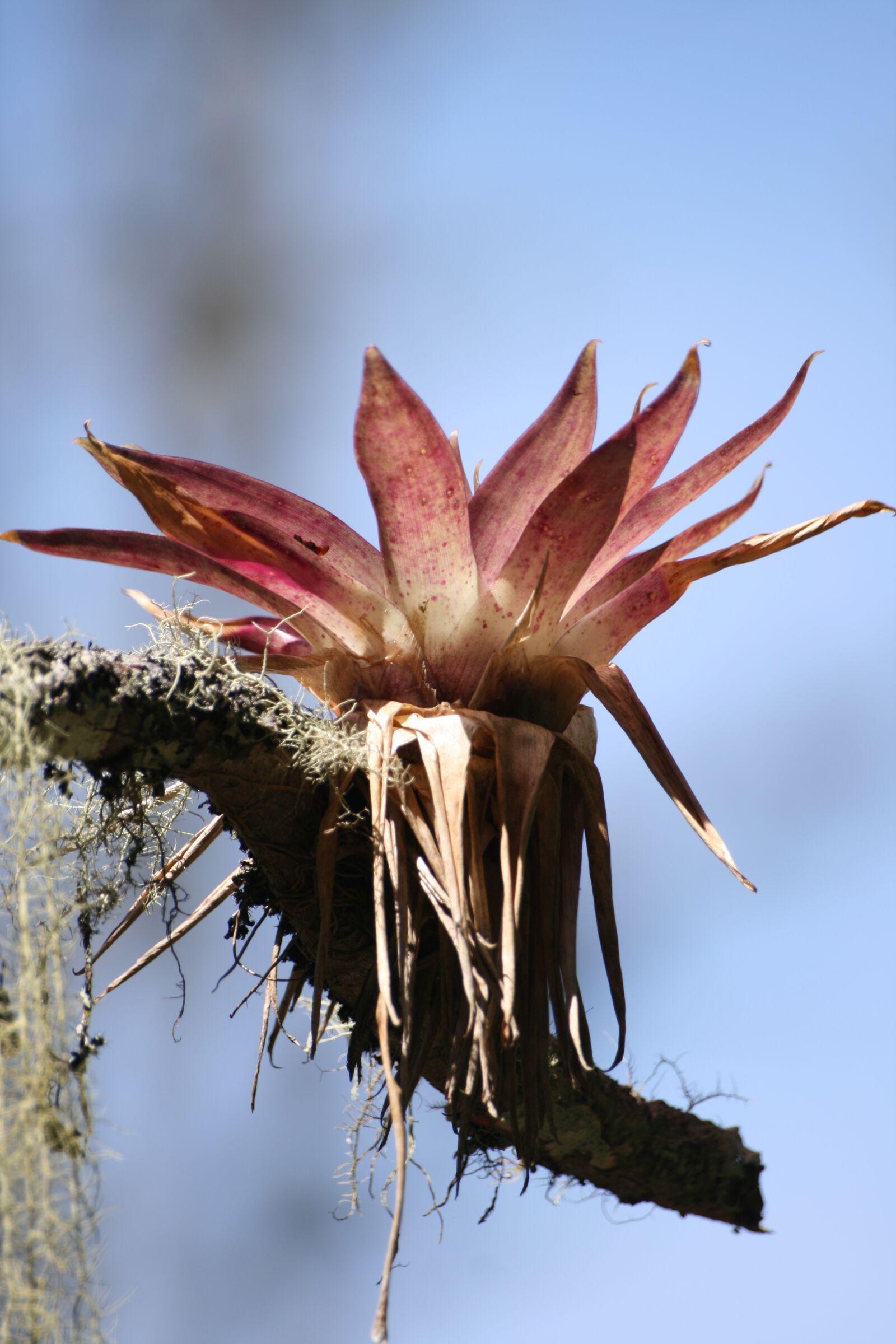 Canon EOS 400D (EOS Digital Rebel XTi / EOS Kiss Digital X) sample photo. Flower, bromeliads, tree photography