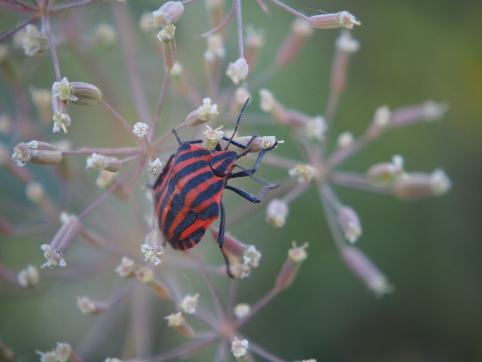 Olympus OM-D E-M10 sample photo. Beetle, insect, red beetle photography