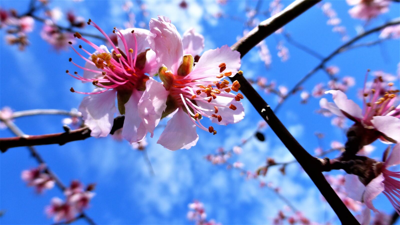 Panasonic Lumix DMC-ZS25 (Lumix DMC-TZ35) sample photo. Nature, tree, almond tree photography