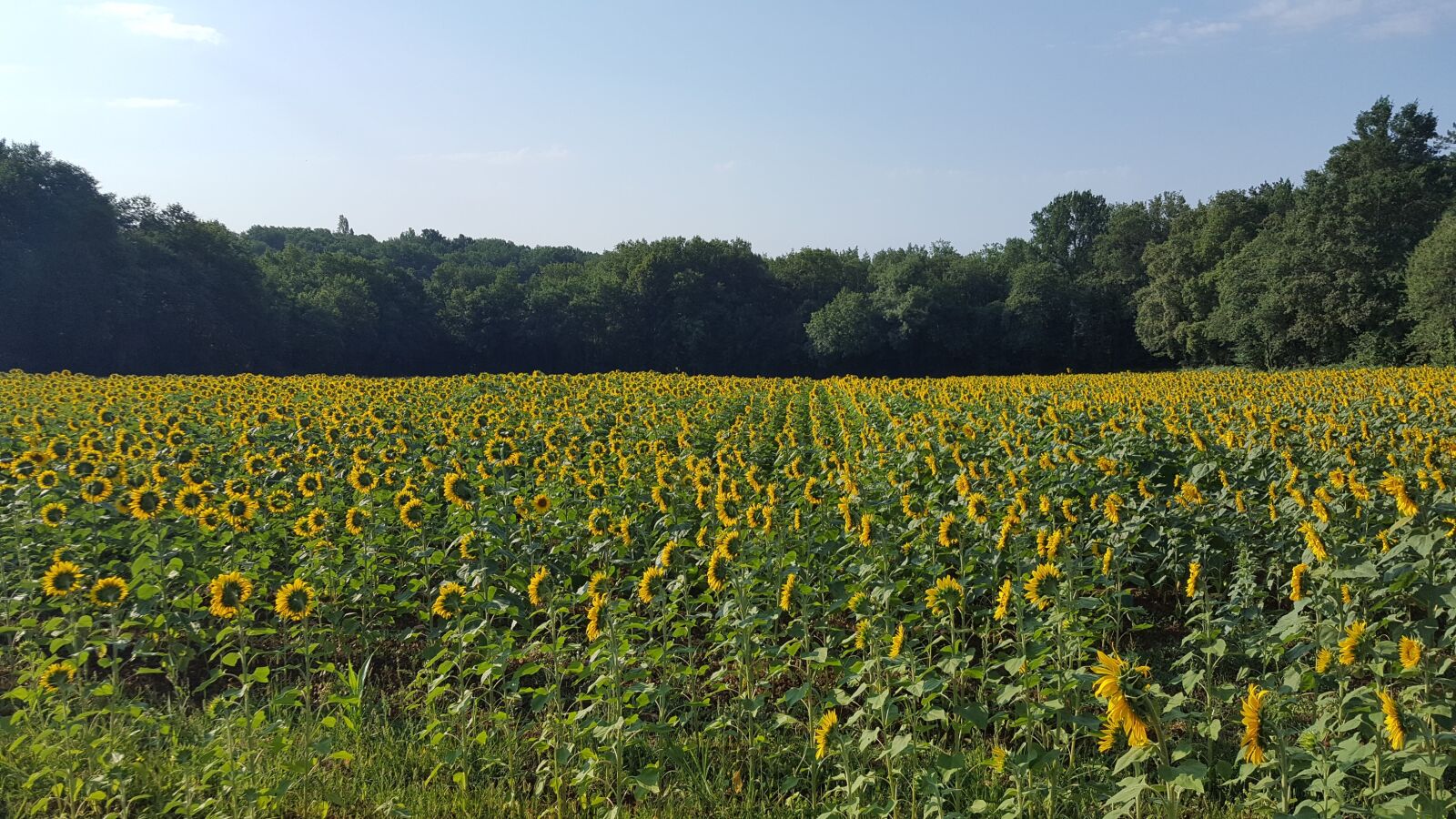 Samsung Galaxy S6 sample photo. Sunflower, field, sunny photography