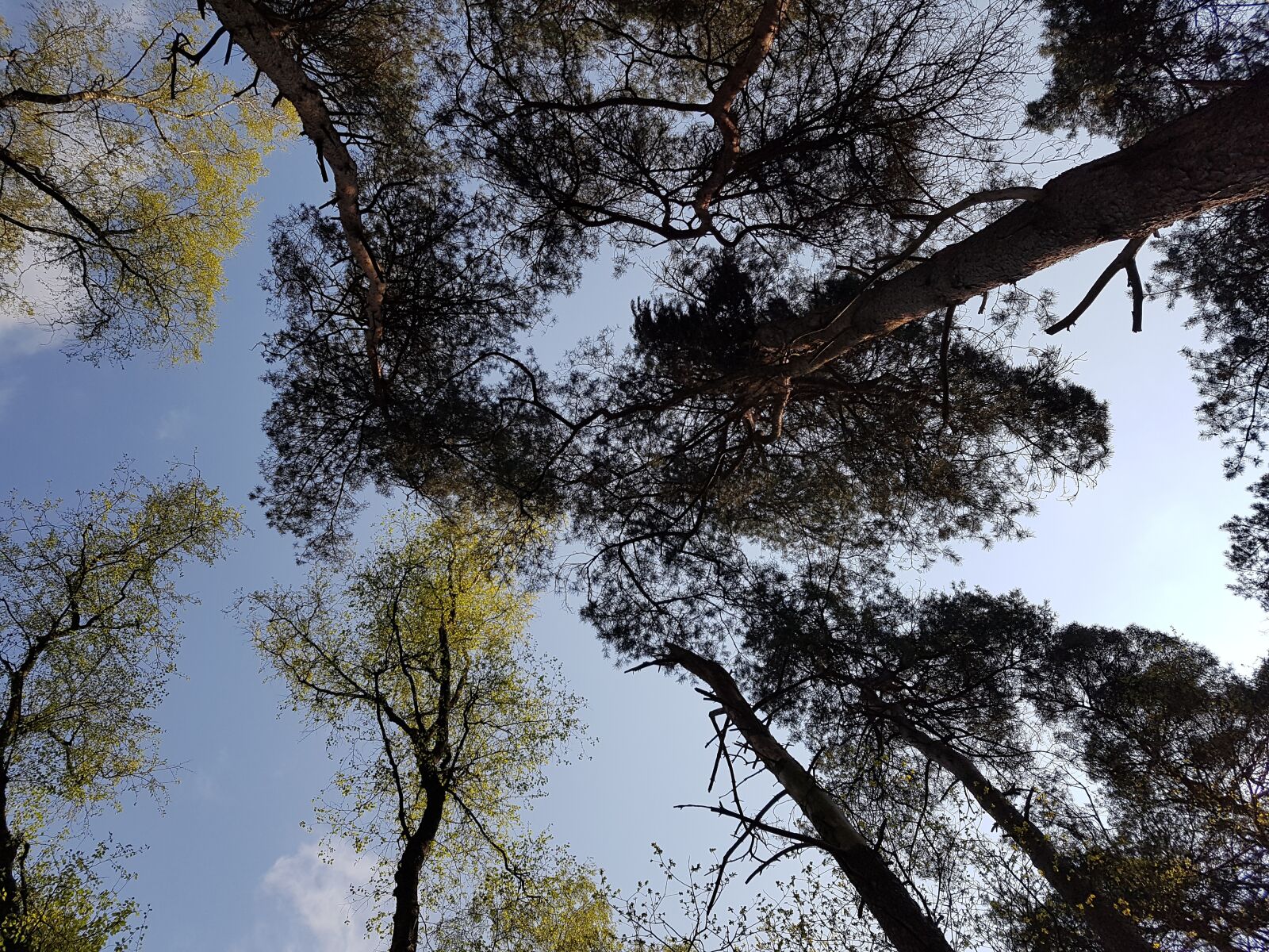 Samsung Galaxy S7 Edge sample photo. Trees, crown, aesthetic photography