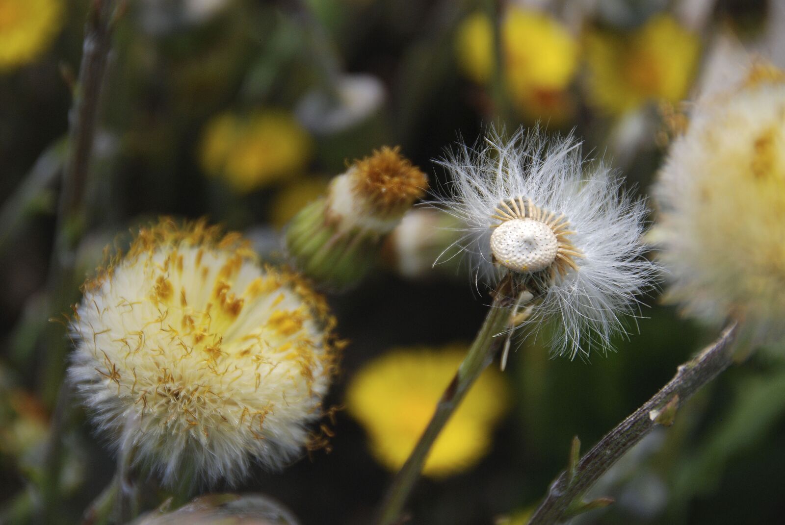 Nikon D80 sample photo. Nature, plant, flower photography
