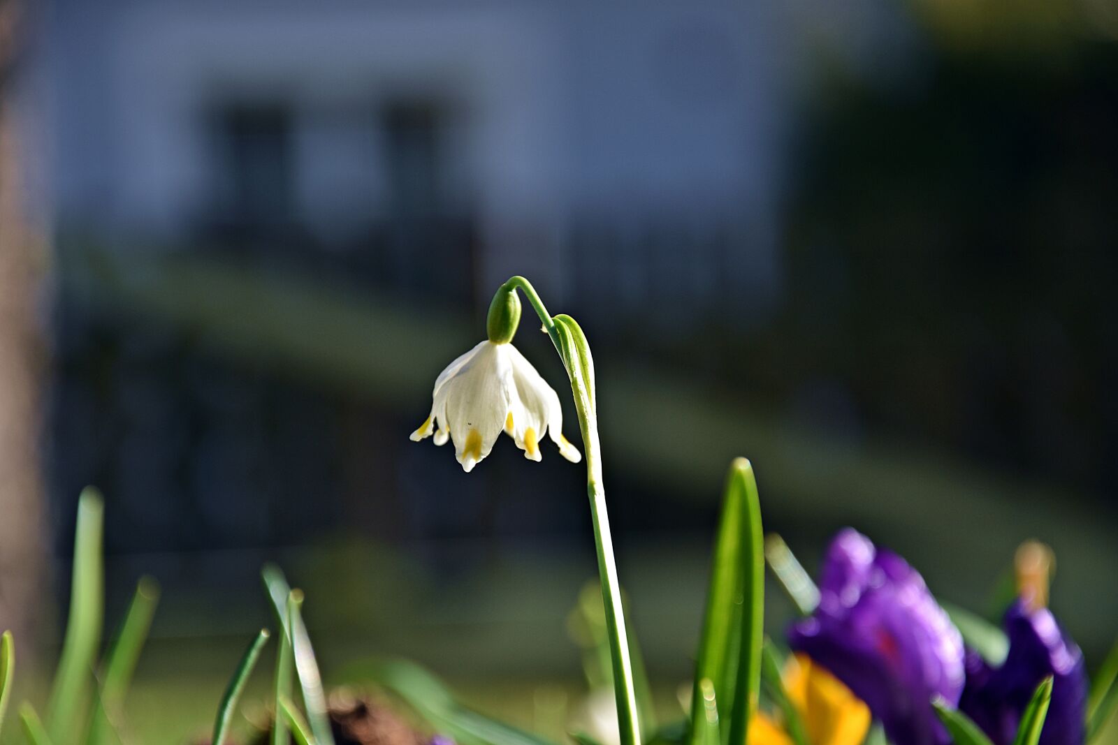 Nikon D3400 sample photo. Nature, flower, plant photography