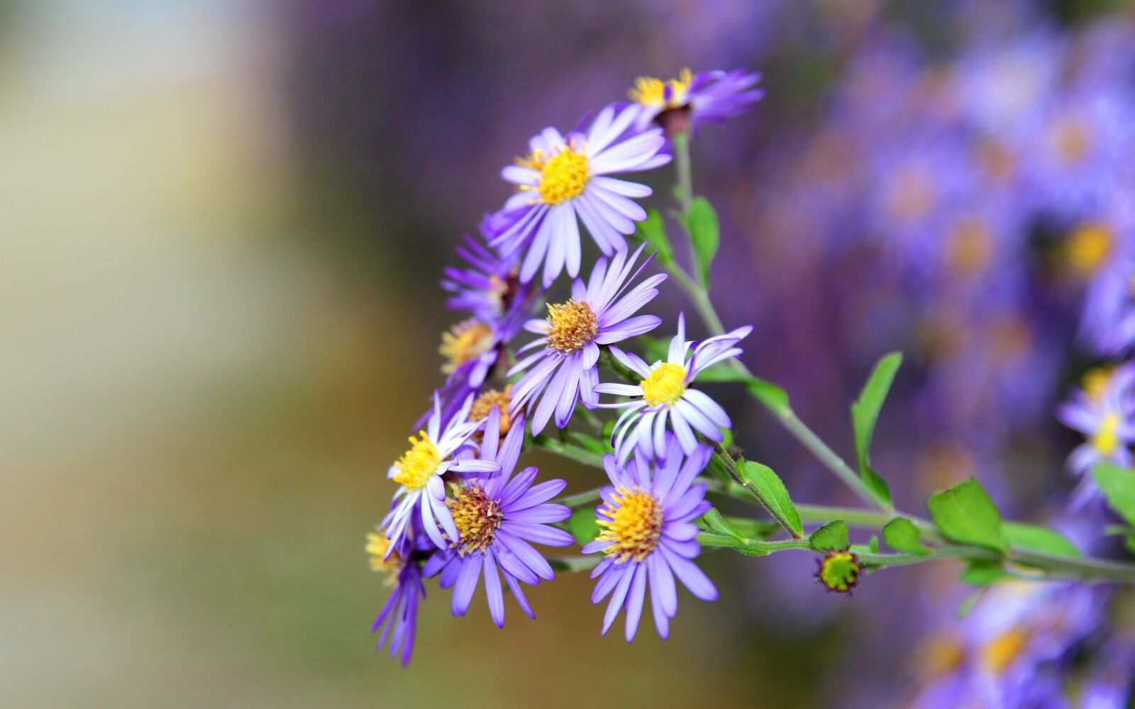 Canon EOS 600D (Rebel EOS T3i / EOS Kiss X5) sample photo. Flower, flowers, violet photography