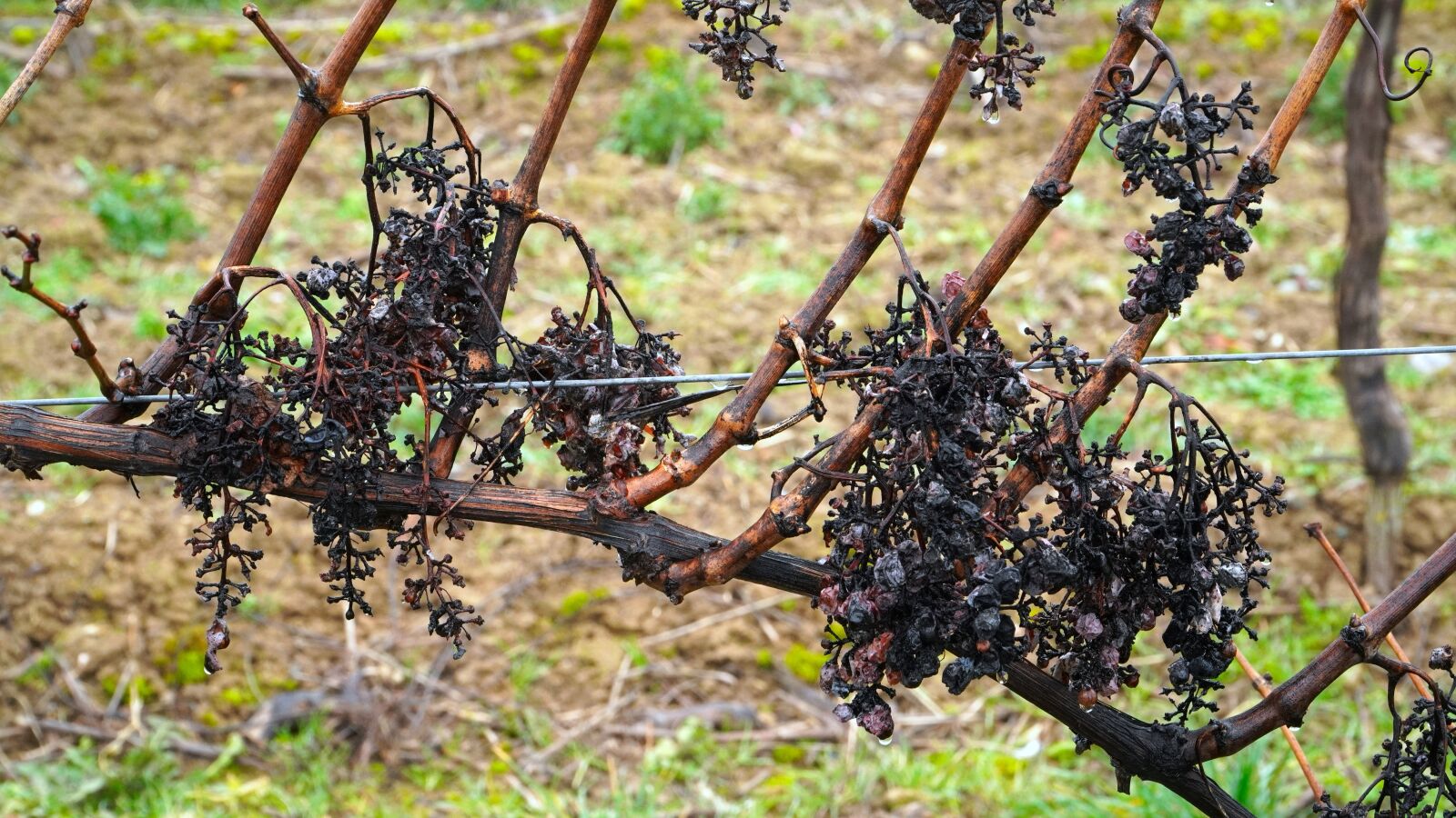 Sony E PZ 18-105mm F4 G OSS sample photo. Wine, grapes, grapevine photography