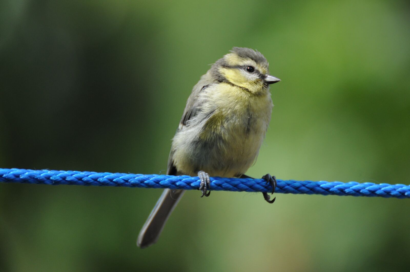 Nikon D5000 sample photo. Tit, bird, songbird photography