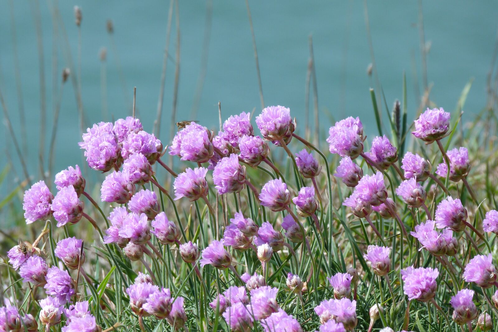Panasonic Lumix DMC-FZ40 (Lumix DMC-FZ45) sample photo. Thrift, armeria, flower photography
