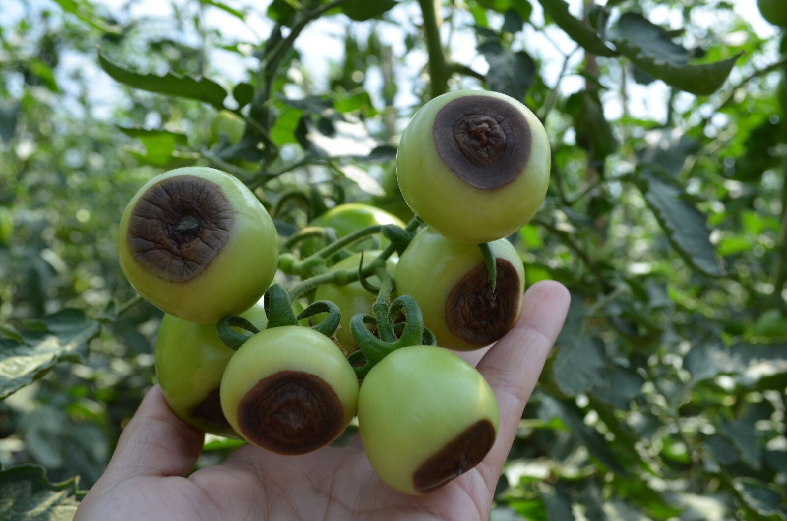 Nikon D5100 sample photo. Tomato, calcium, nutrition photography