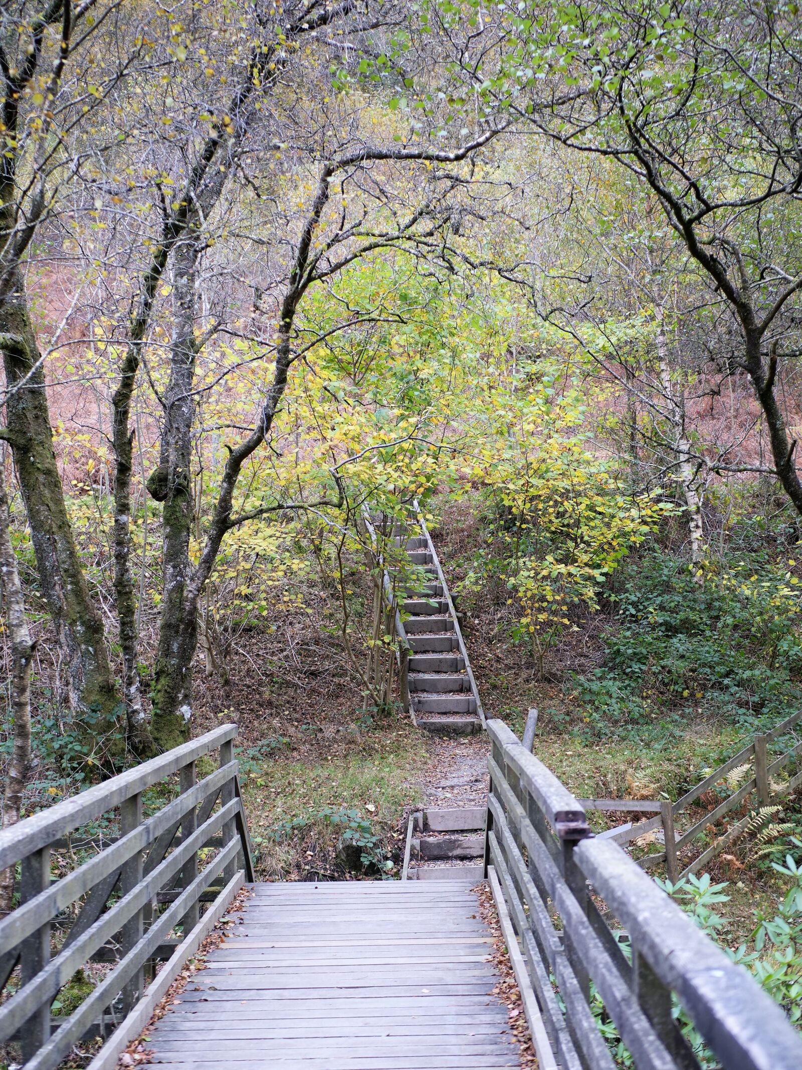Panasonic Lumix DC-G9 sample photo. Wooden steps, wood, steps photography