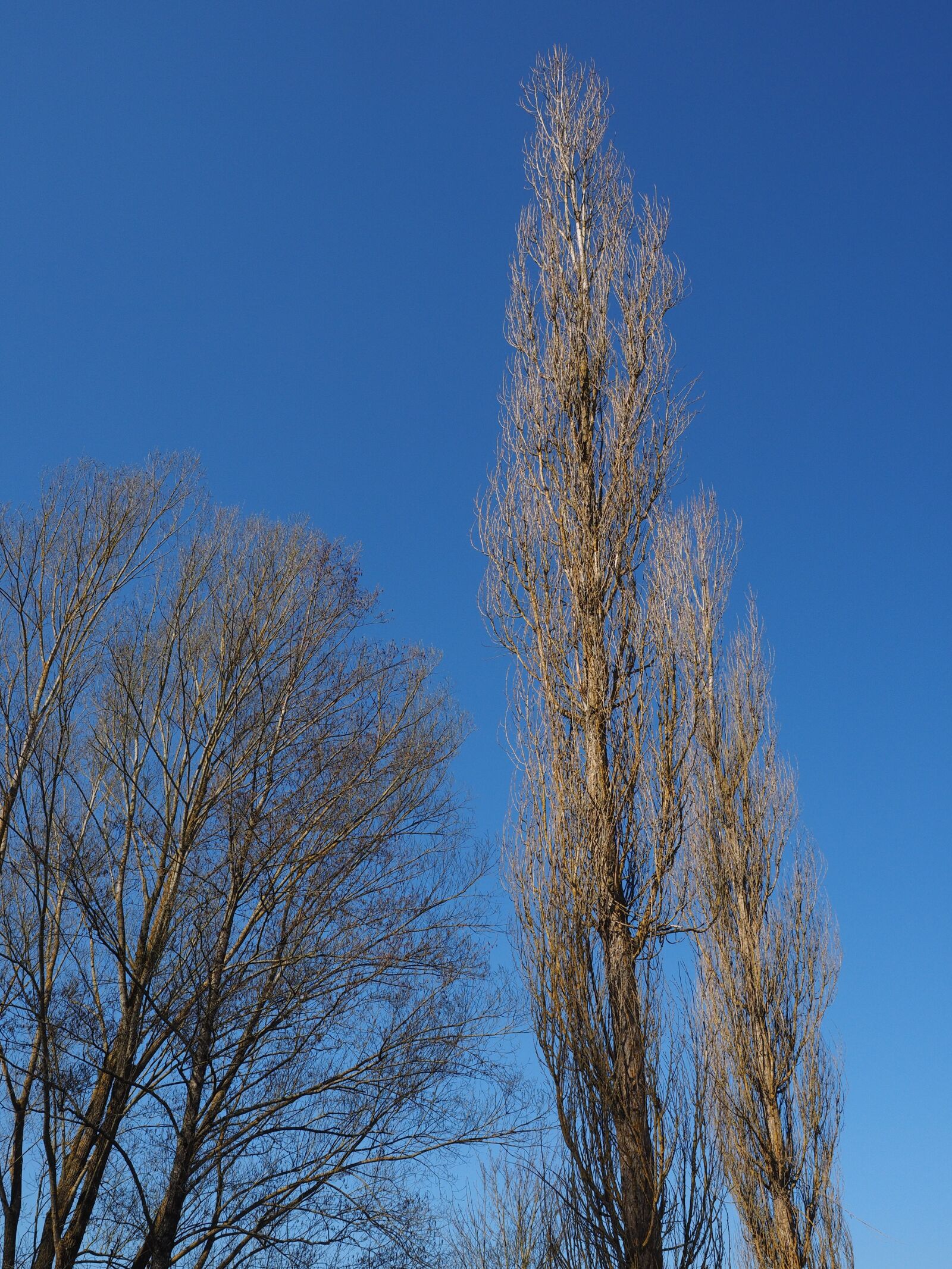 Olympus OM-D E-M1 + Olympus M.Zuiko Digital ED 12-40mm F2.8 Pro sample photo. Pyramid poplar, poplar, tree photography
