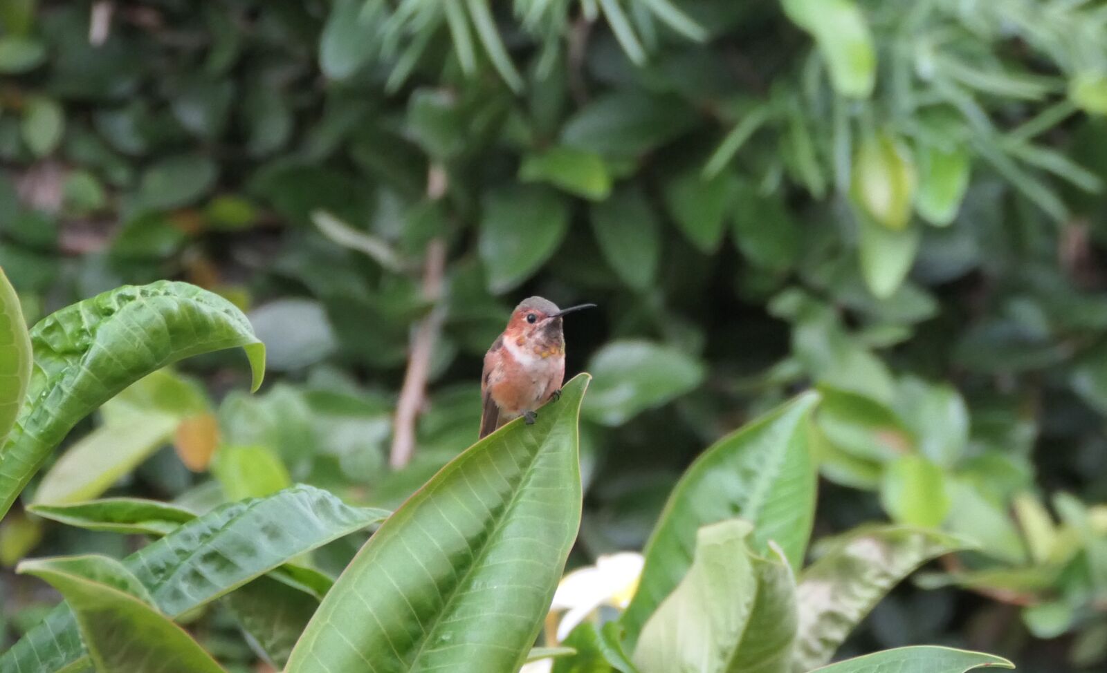 Panasonic DC-FZ10002 sample photo. Hummingbird, plumage, bird photography