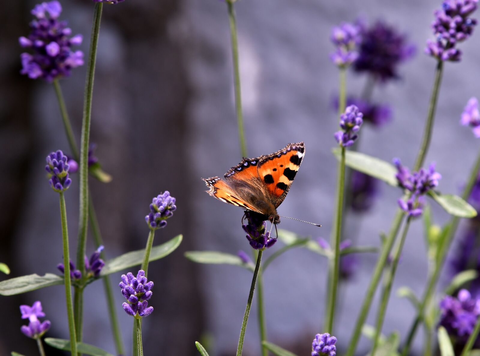 Nikon D500 sample photo. Butterfly, little fox, bug photography