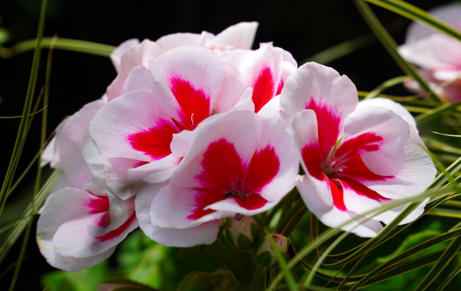 Sony E PZ 18-105mm F4 G OSS sample photo. Geranium, flowers, blossom photography