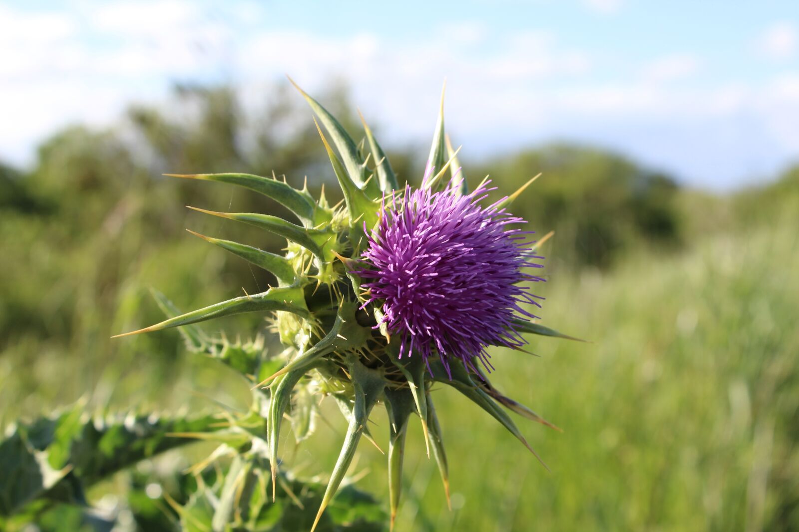 Canon EOS 1300D (EOS Rebel T6 / EOS Kiss X80) sample photo. Plant, thistle, flower photography