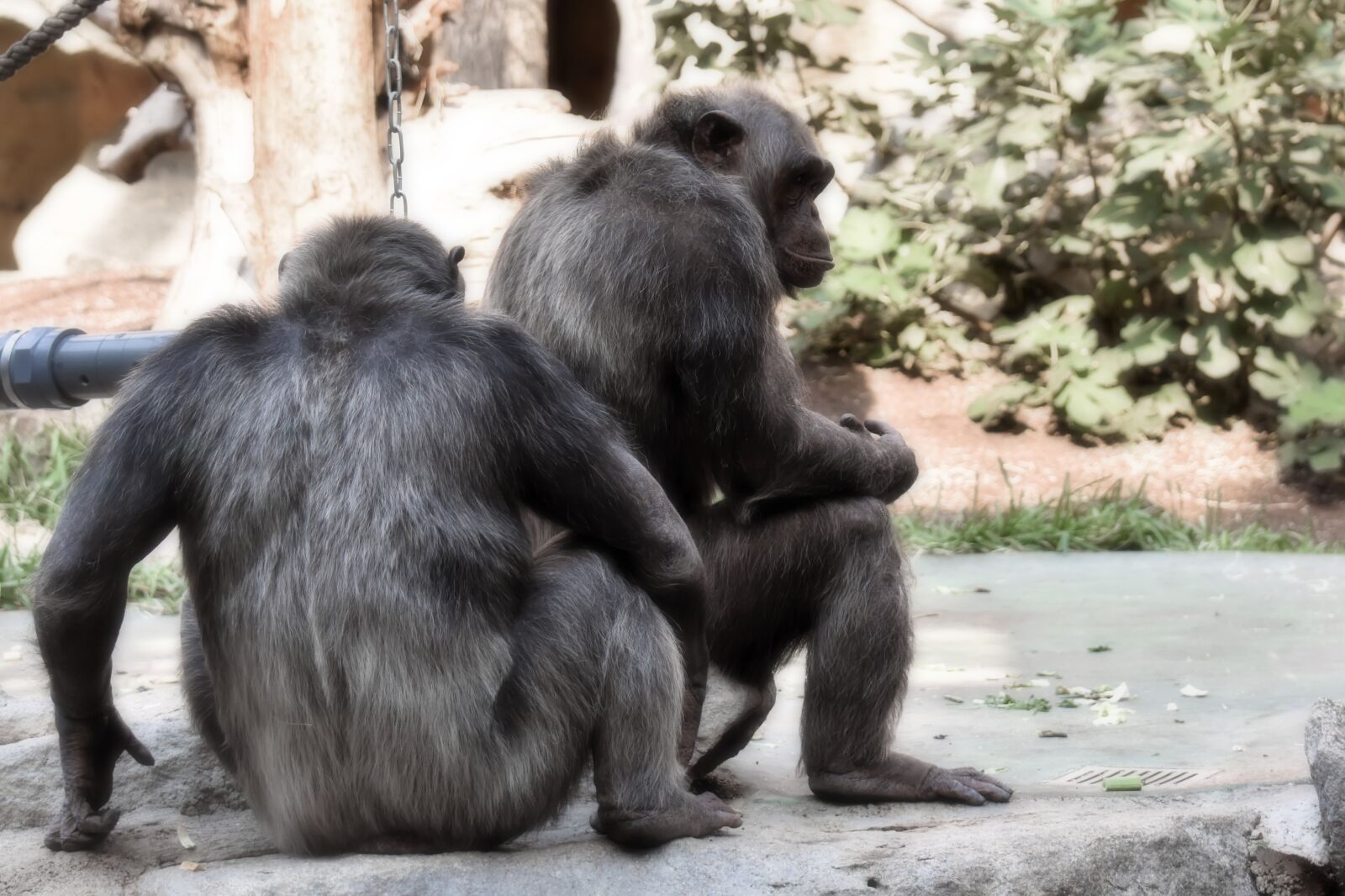 Nikon D7200 sample photo. Chimps, monkey, animal world photography