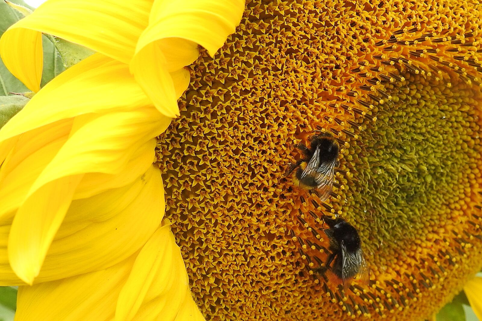 Nikon Coolpix P900 sample photo. Sunflower, insect, hummel photography