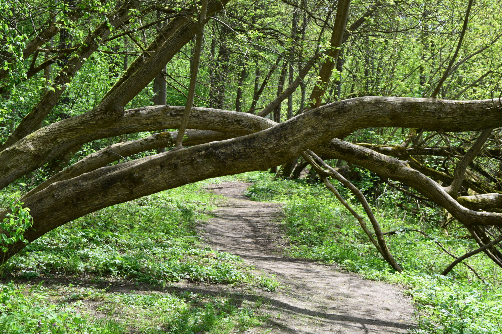 Nikon D3300 sample photo