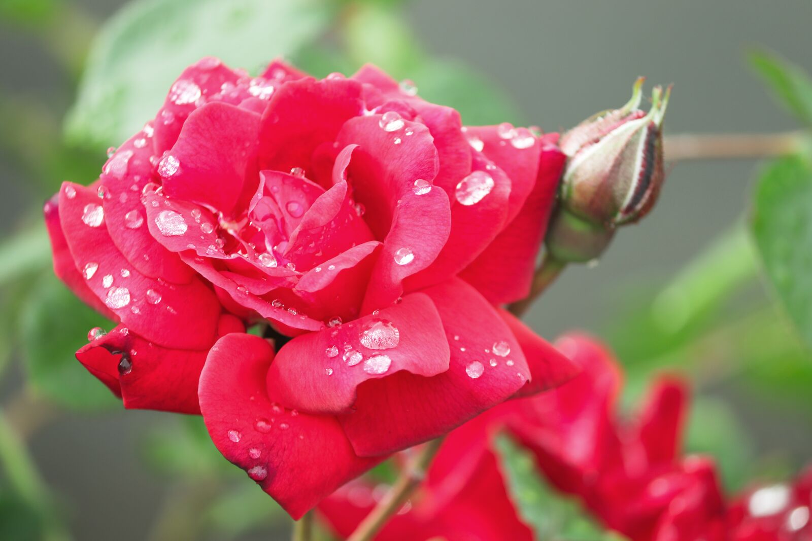 Canon EOS 200D (EOS Rebel SL2 / EOS Kiss X9) sample photo. Rose, blossom, bloom photography