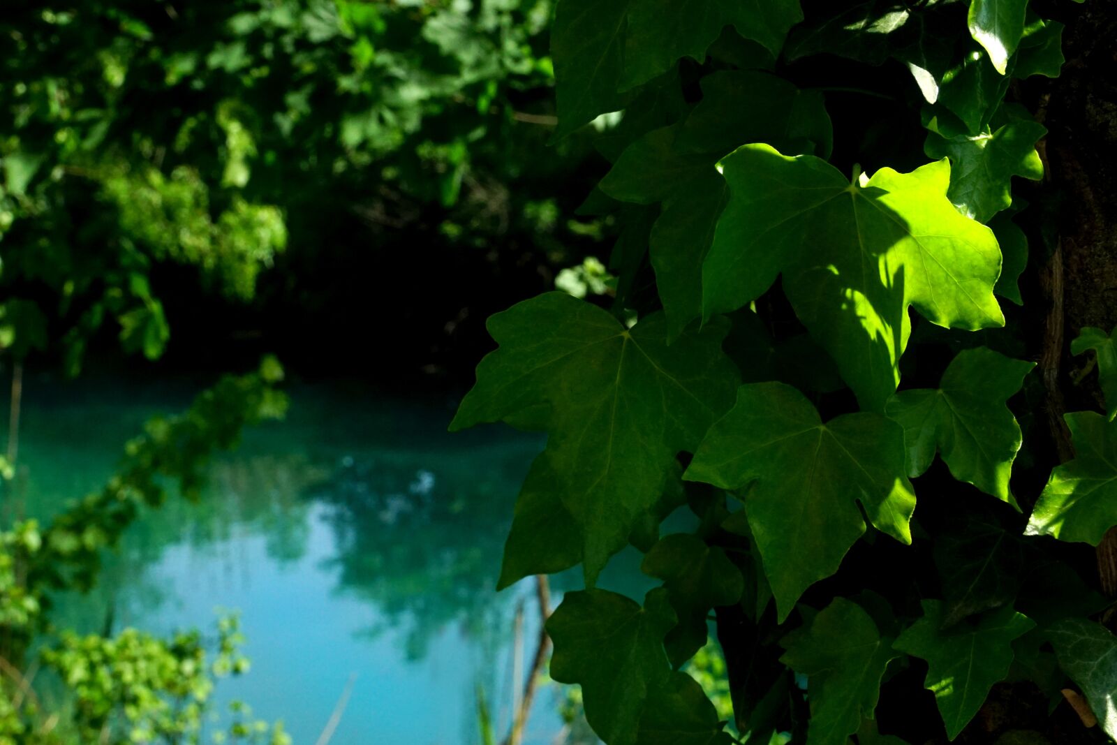 Sony a6000 sample photo. Leaf, nature, plant photography