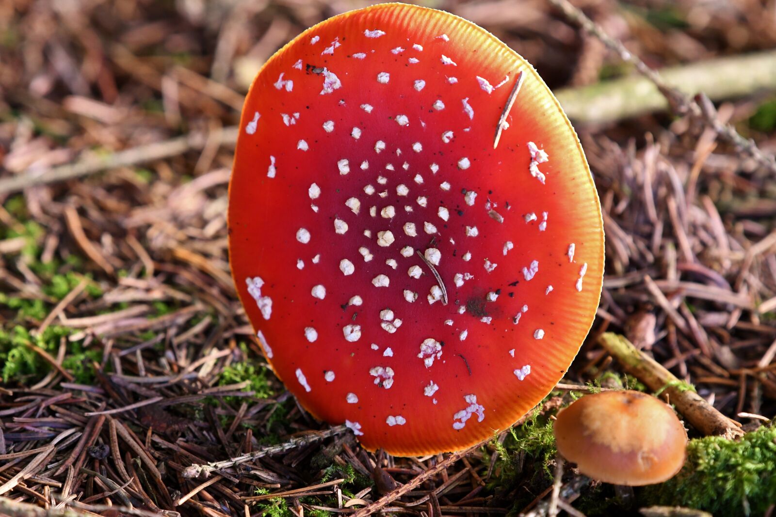 Nikon D500 sample photo. Mushroom, fly agaric, autumn photography
