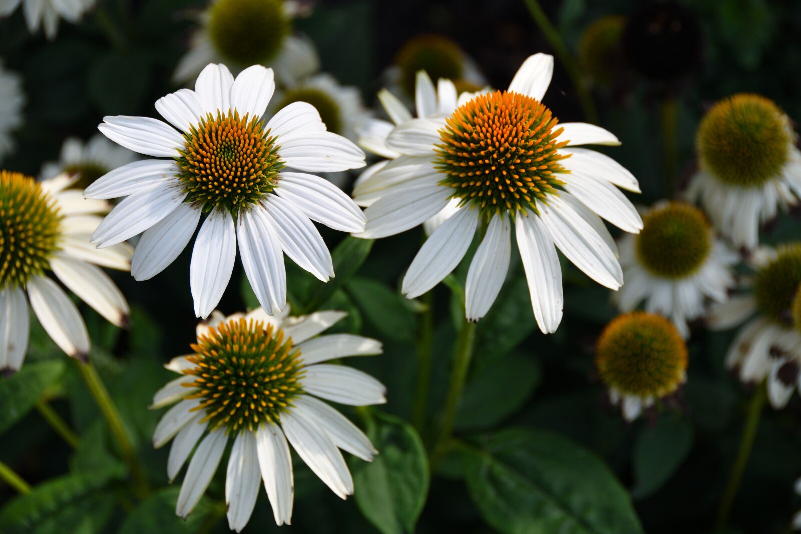 Nikon D500 sample photo. Purple coneflower, white, flower photography