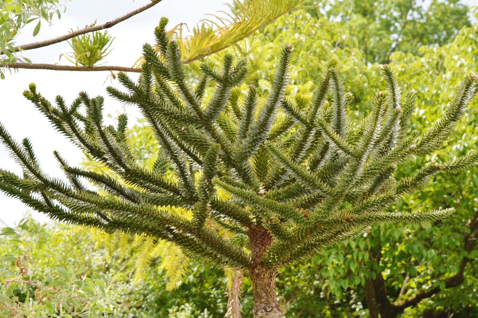 Nikon D3200 sample photo. Palm, araucaria, plant photography