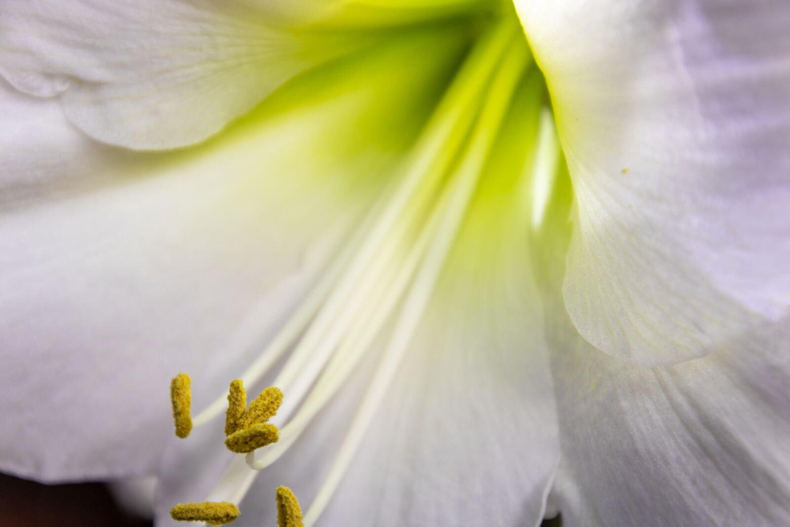 Canon EOS 750D (EOS Rebel T6i / EOS Kiss X8i) sample photo. Flower, blossom, bloom photography