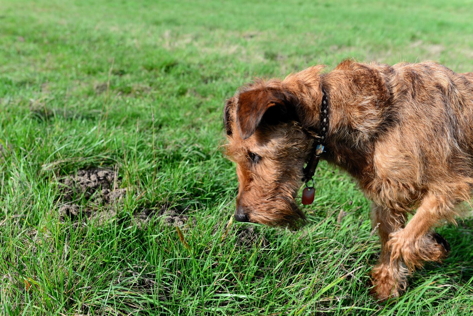 Nikon D610 sample photo. Dog, irish terrier, meadow photography