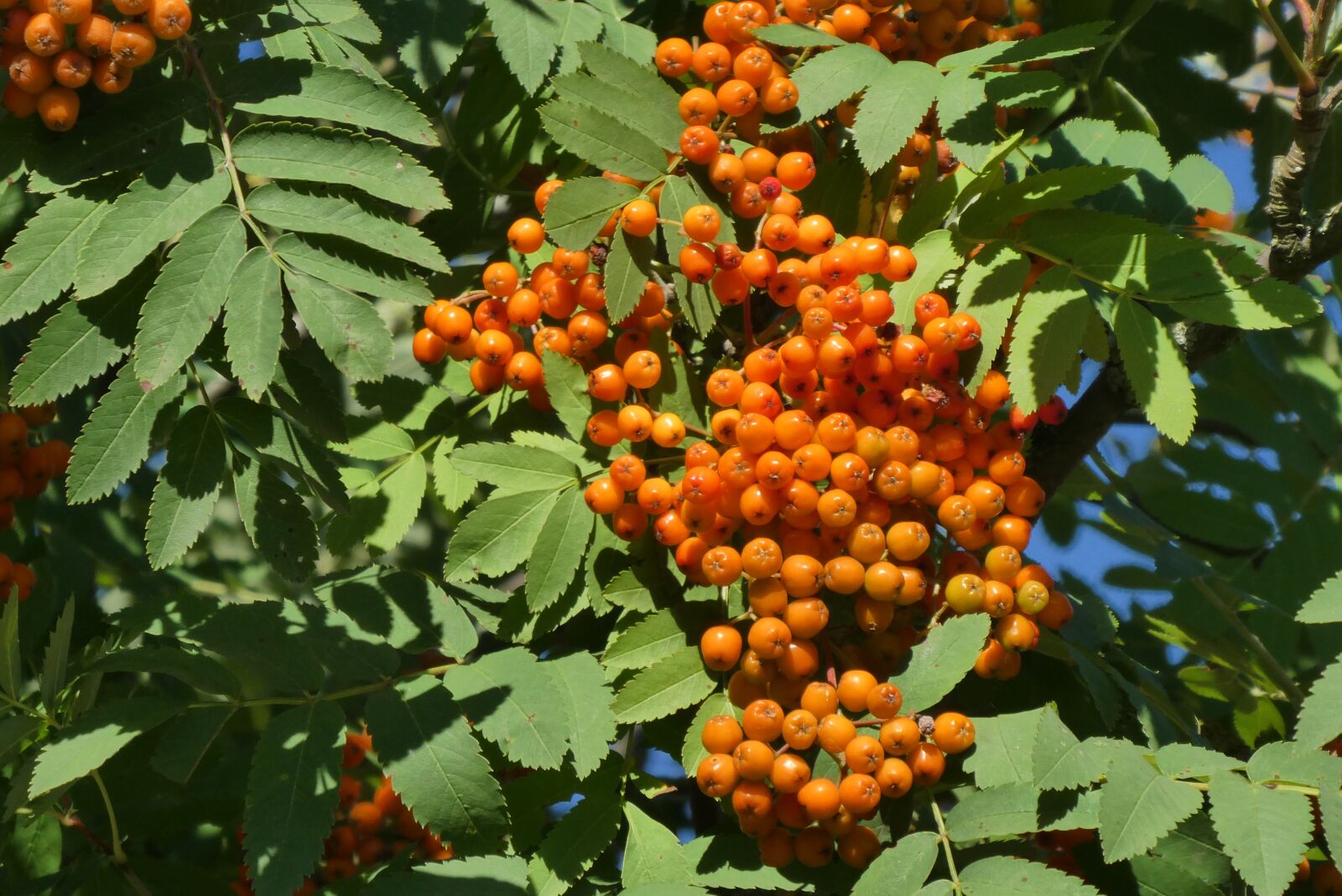 Panasonic Lumix DC-ZS70 (Lumix DC-TZ90) sample photo. Rowan, summer, nature photography