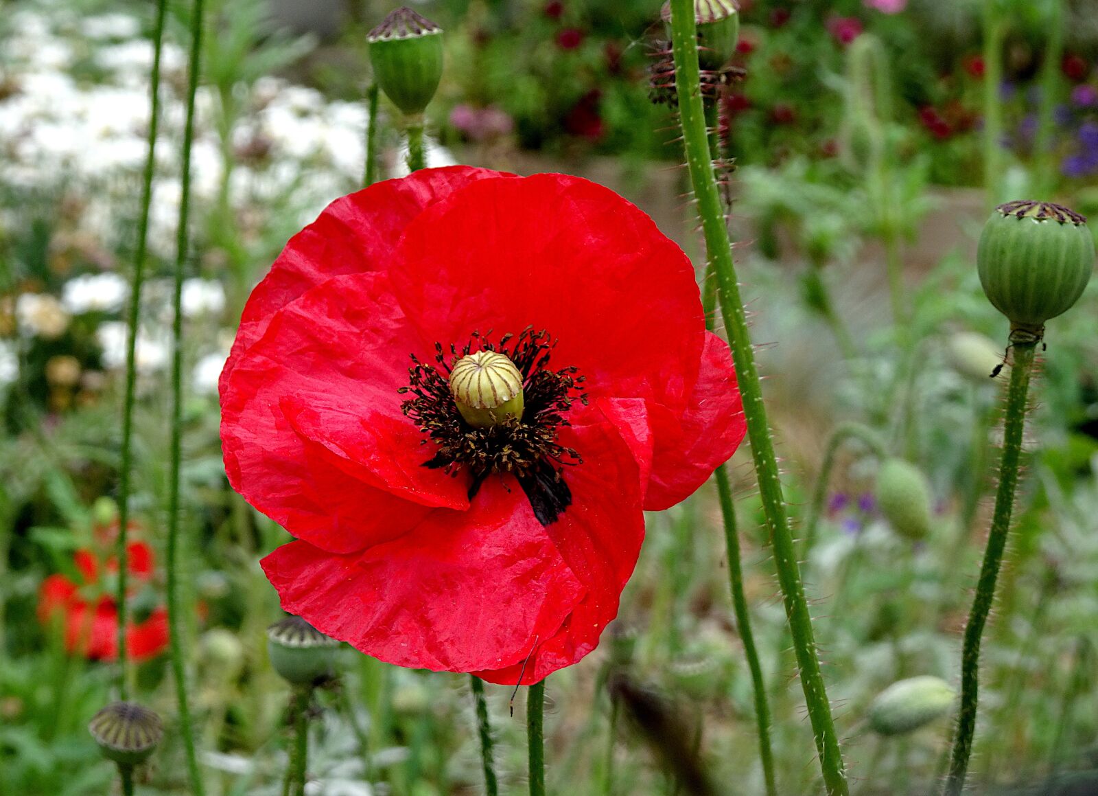 Sony Cyber-shot DSC-HX90V sample photo. Poppy, poppies, dark red photography