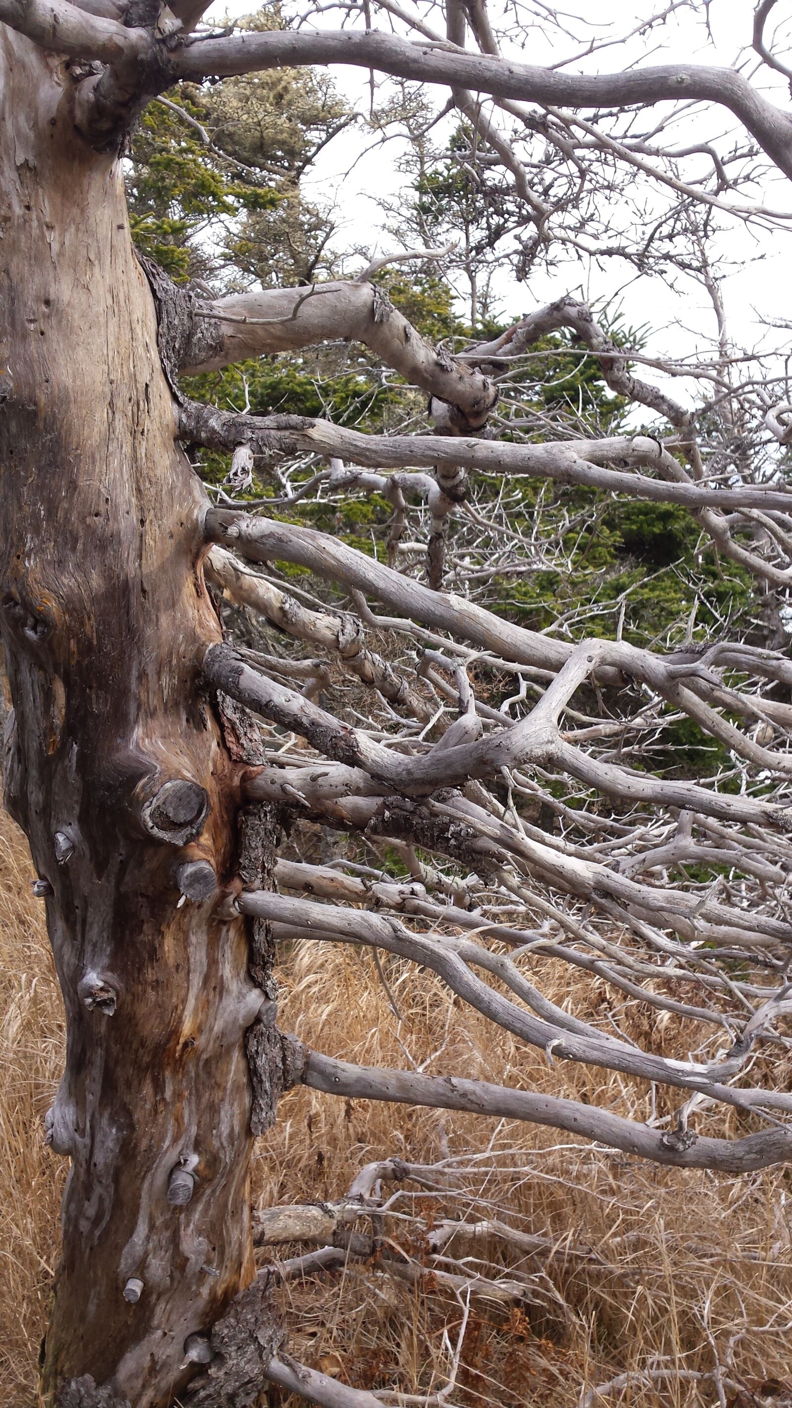 Samsung Galaxy S4 sample photo. Tree, branches, nature photography