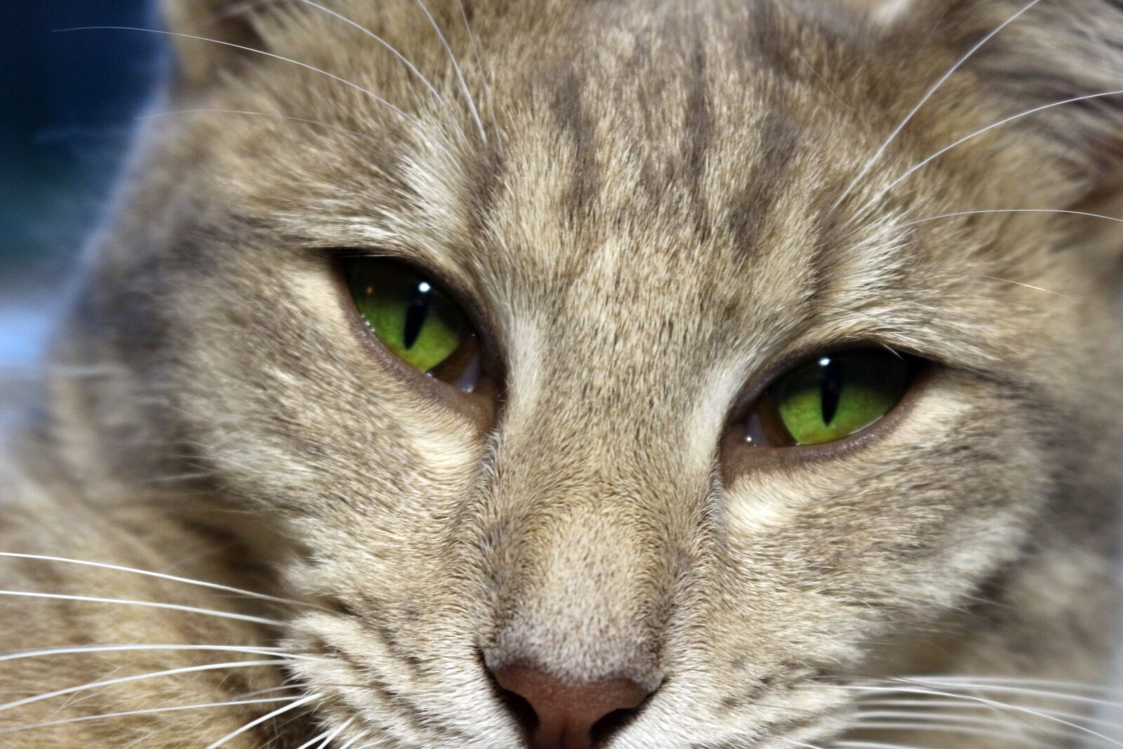 Canon EOS 100D (EOS Rebel SL1 / EOS Kiss X7) sample photo. Cat, cat's eye, mackerel photography
