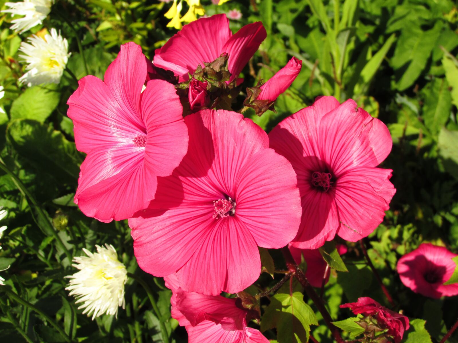 Canon PowerShot SX170 IS sample photo. Floral, flower, nature photography
