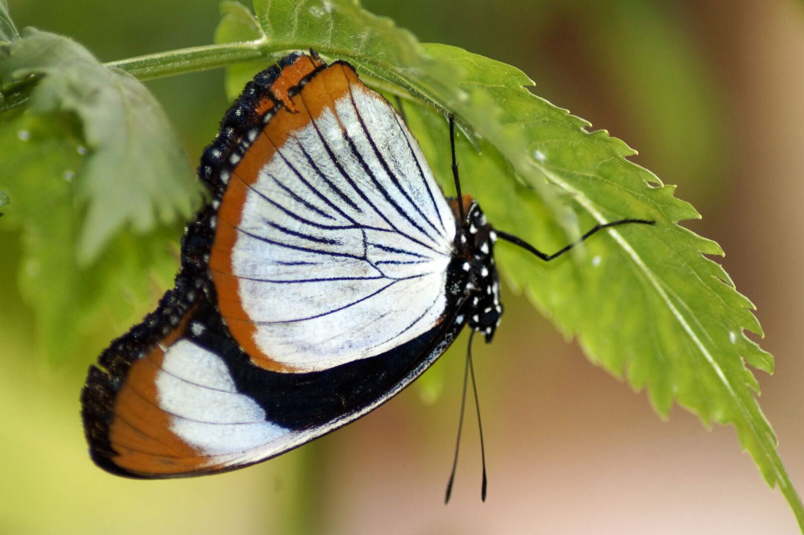 Sony SLT-A58 sample photo. Butterfly, upside down, insect photography