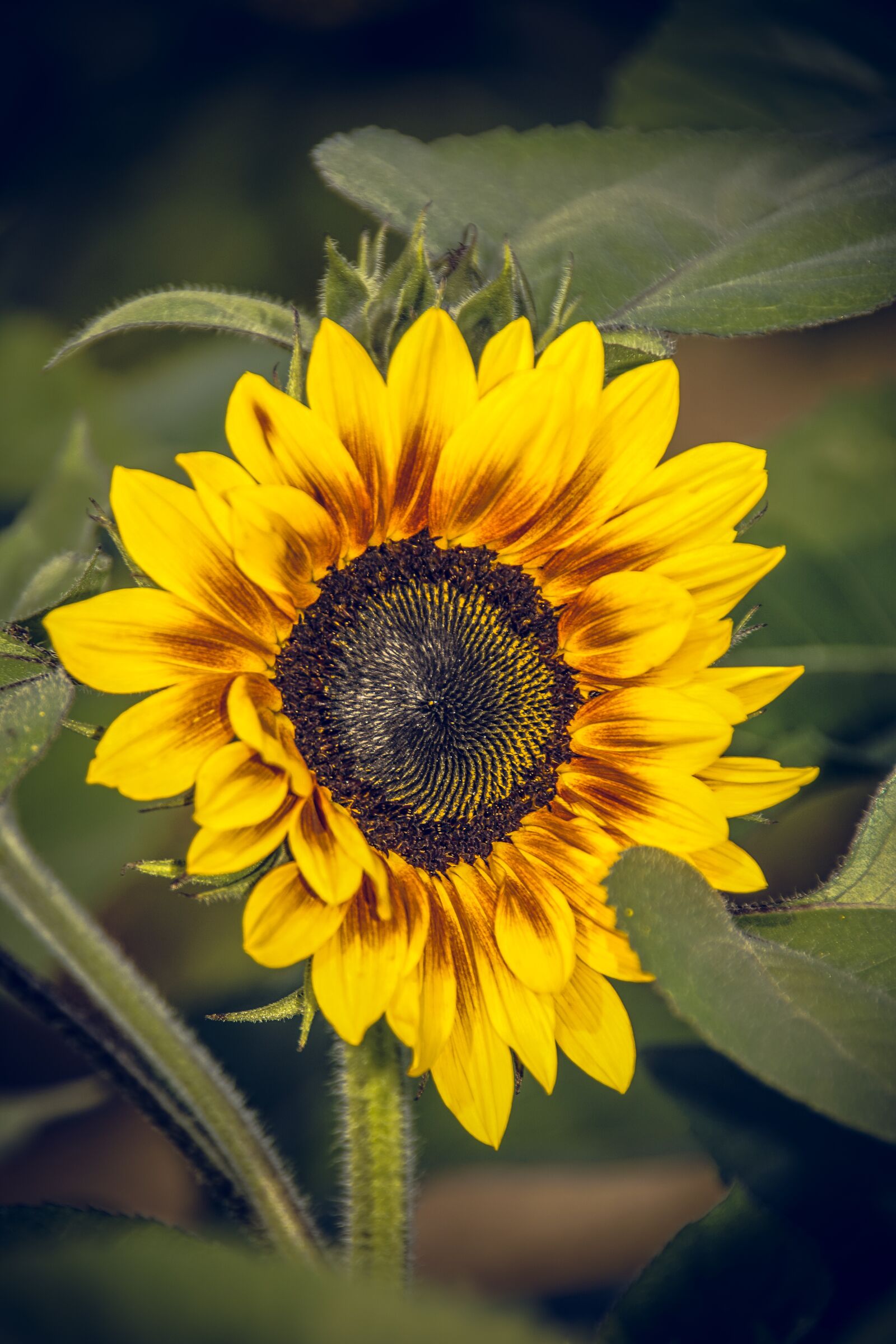 Sony ILCA-77M2 sample photo. Sunflower, blossom, bloom photography