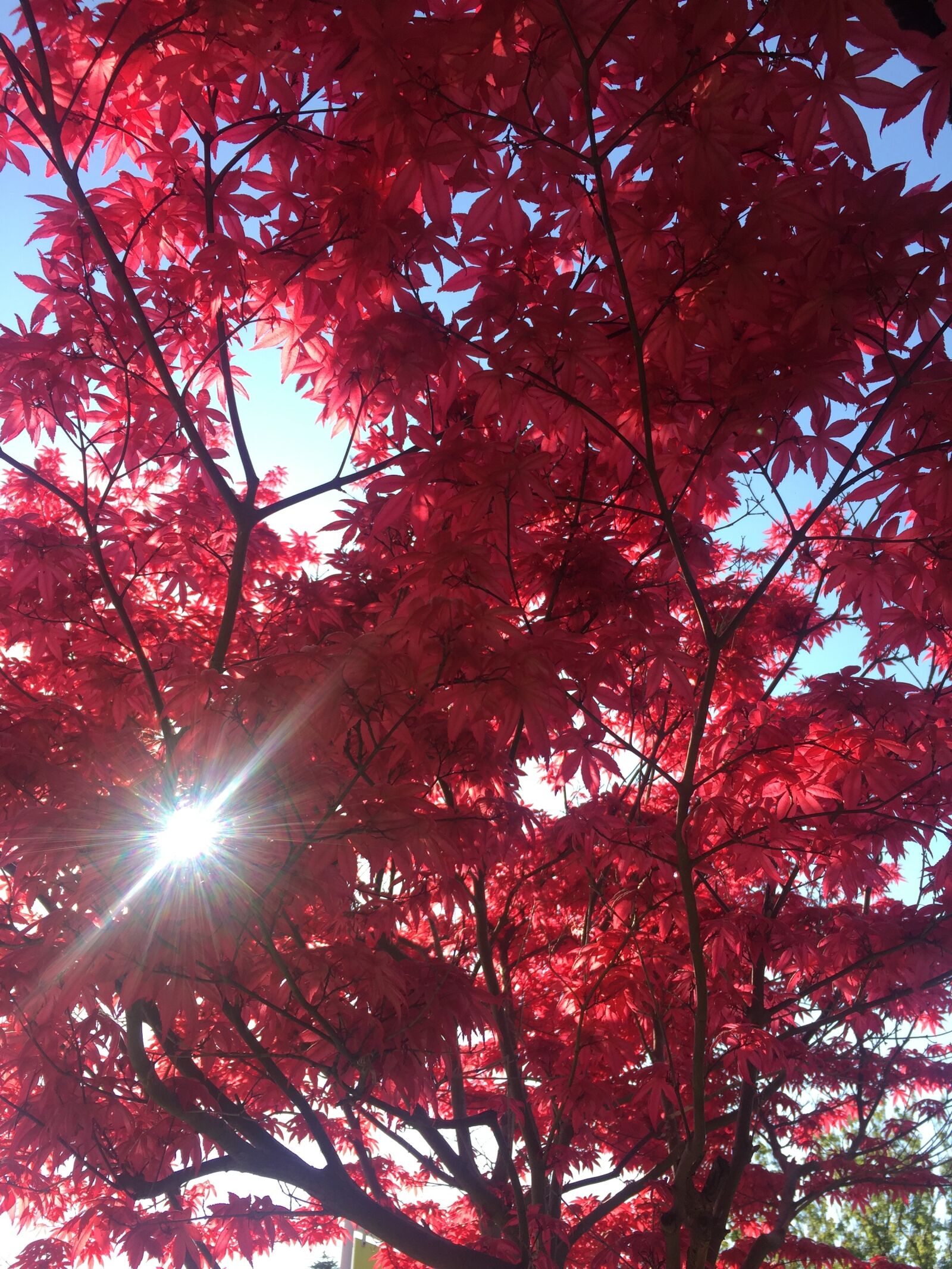 iPhone 6 back camera 4.15mm f/2.2 sample photo. Tree, red, nature photography