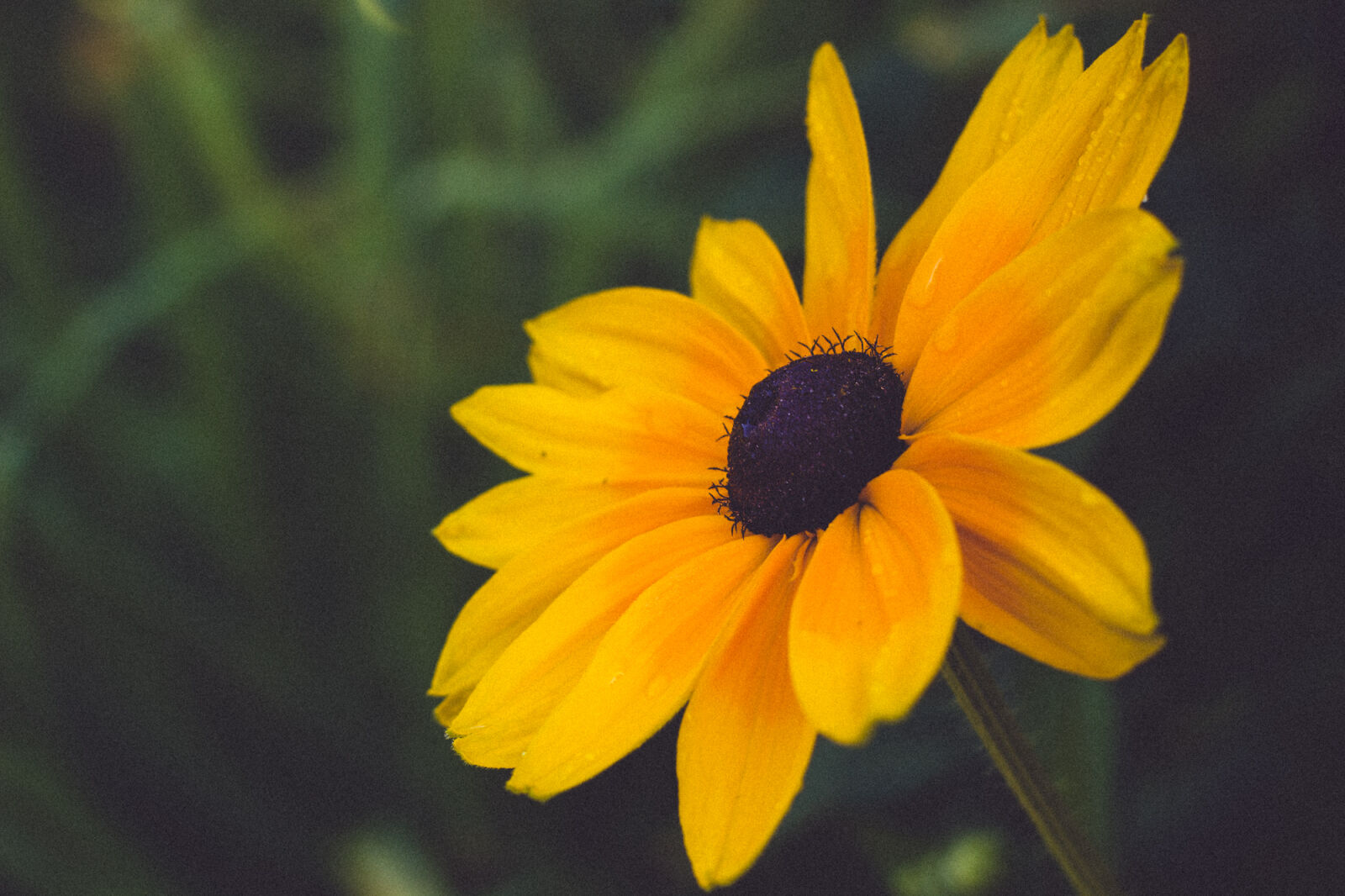 Canon EOS 600D (Rebel EOS T3i / EOS Kiss X5) sample photo. Flower, green, summer, yellow photography