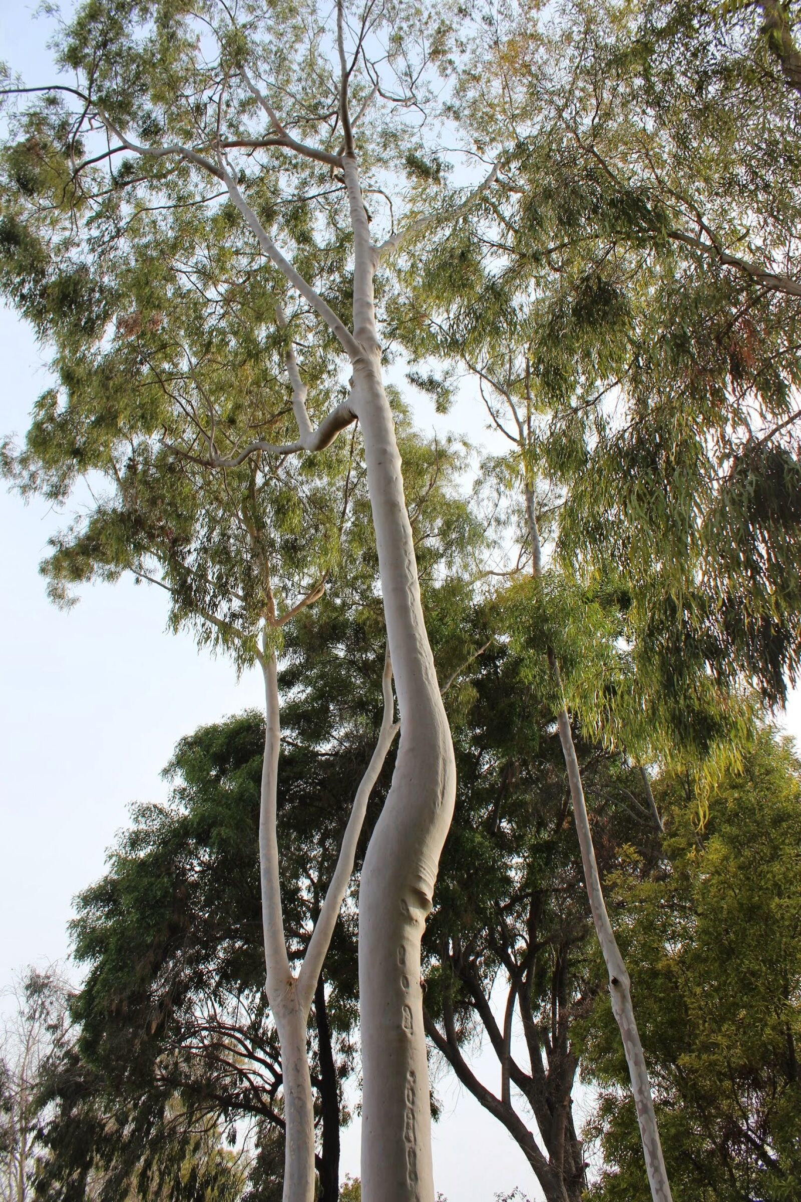 Canon EOS 600D (Rebel EOS T3i / EOS Kiss X5) sample photo. Painted, tree, sunlight photography
