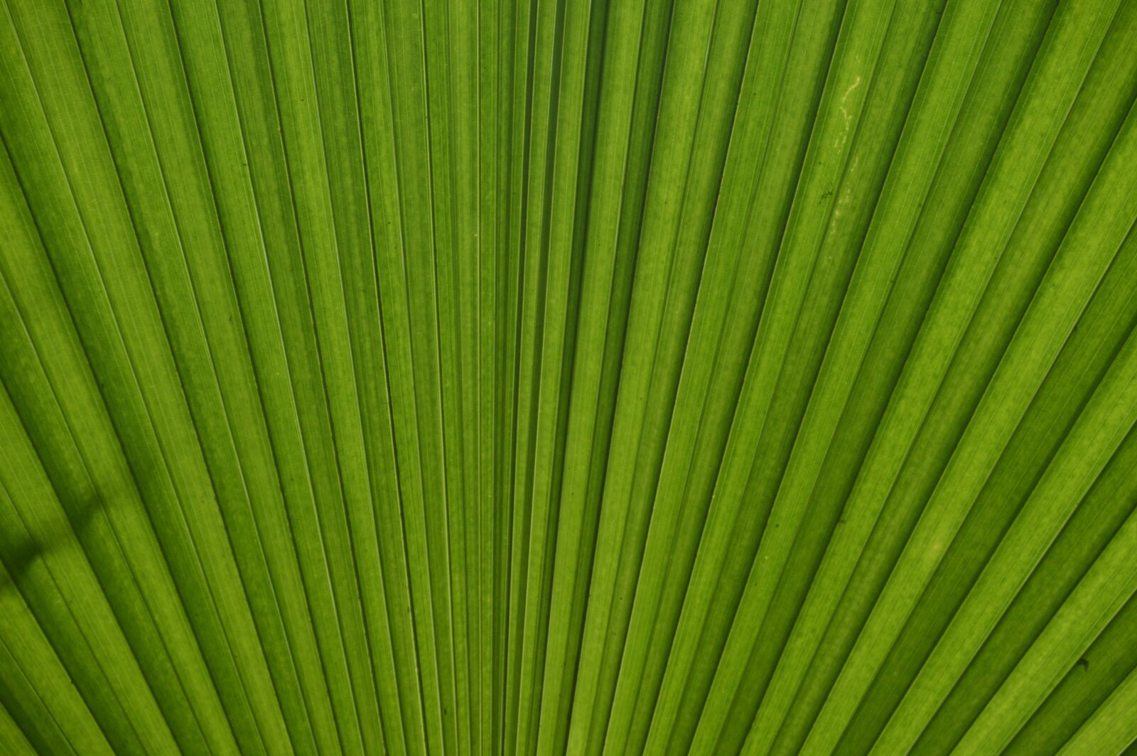 Nikon D3200 sample photo. Costa rica, leaf, backlight photography