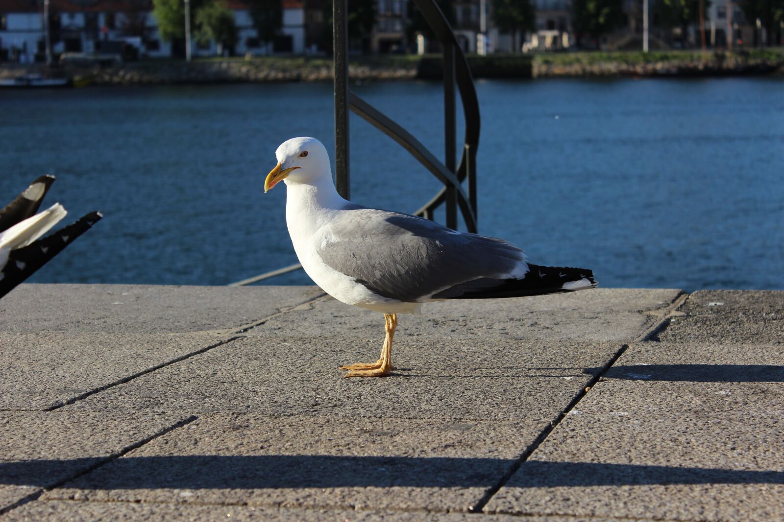 Canon EOS 600D (Rebel EOS T3i / EOS Kiss X5) sample photo. Porto river, seagull, left photography