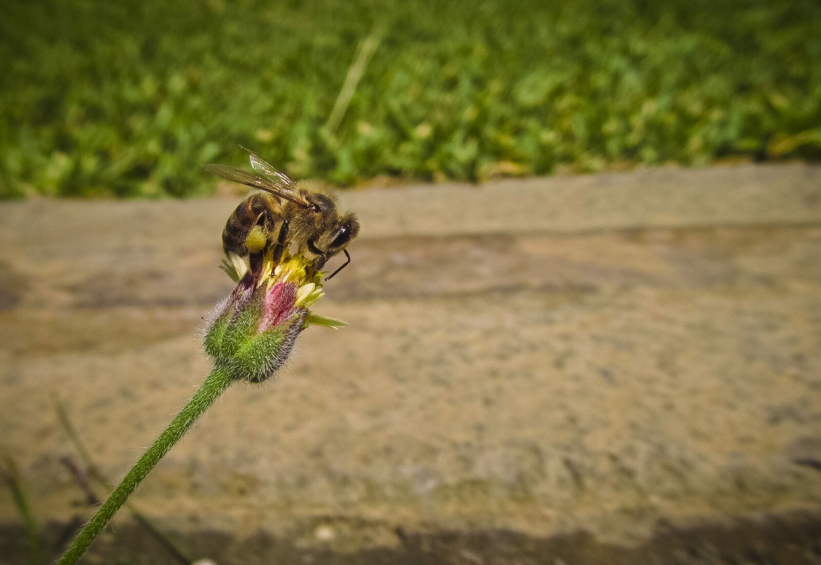 Canon PowerShot SX150 IS sample photo. Bee, bud, flower photography