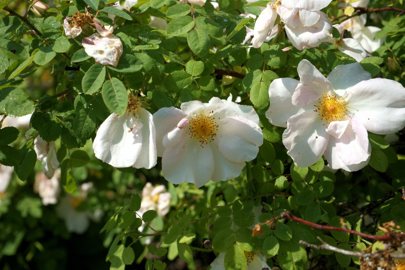Sony a7 + Sony FE 28-70mm F3.5-5.6 OSS sample photo. Shrub rose, unfilled, white photography