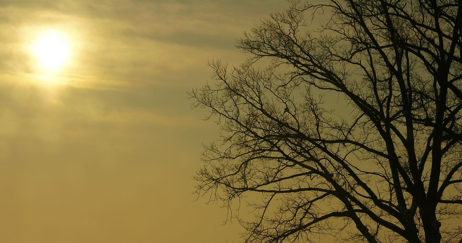 Sony Alpha DSLR-A100 sample photo. The sun, tree, sky photography