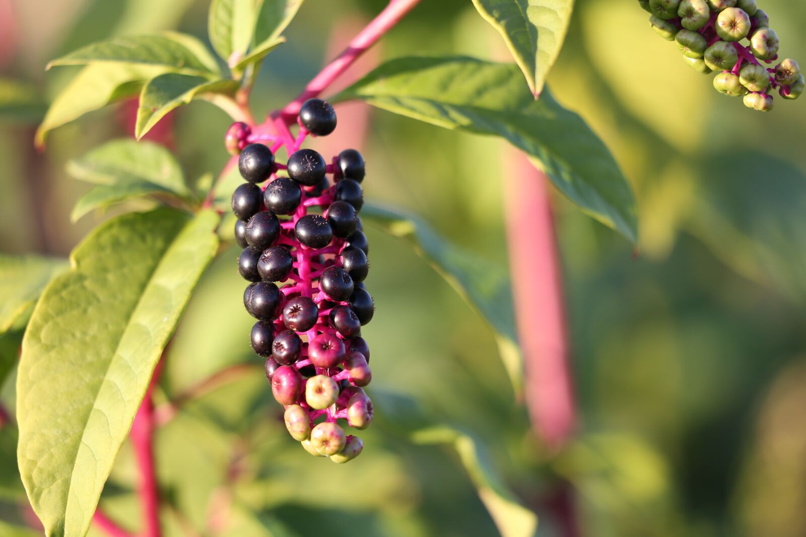 Canon EOS 6D + Canon EF 70-300 F4-5.6 IS II USM sample photo. Pokeweed, phytolacca americana, plant photography