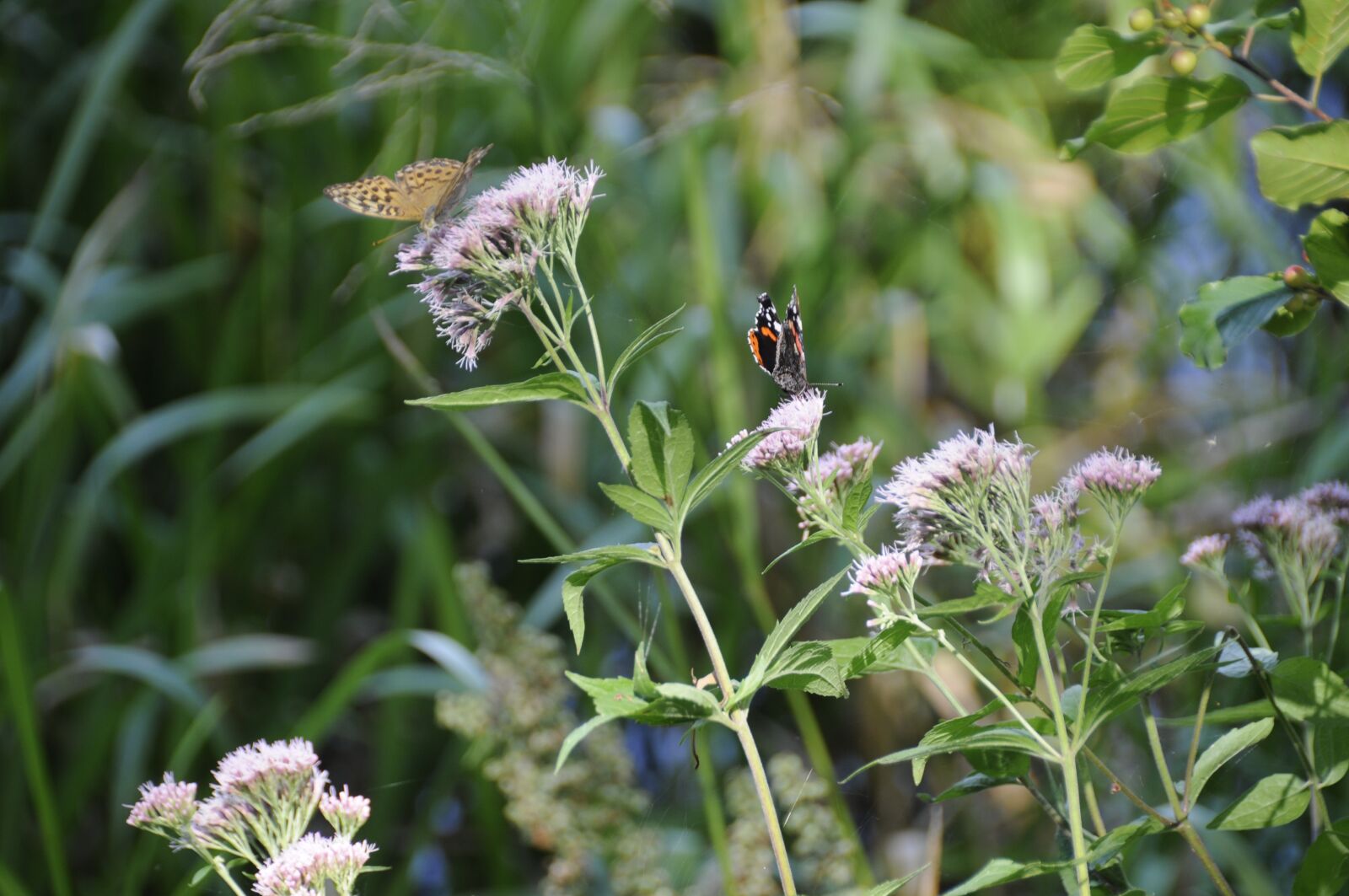 Nikon D300 sample photo. Forest, plants, nature photography