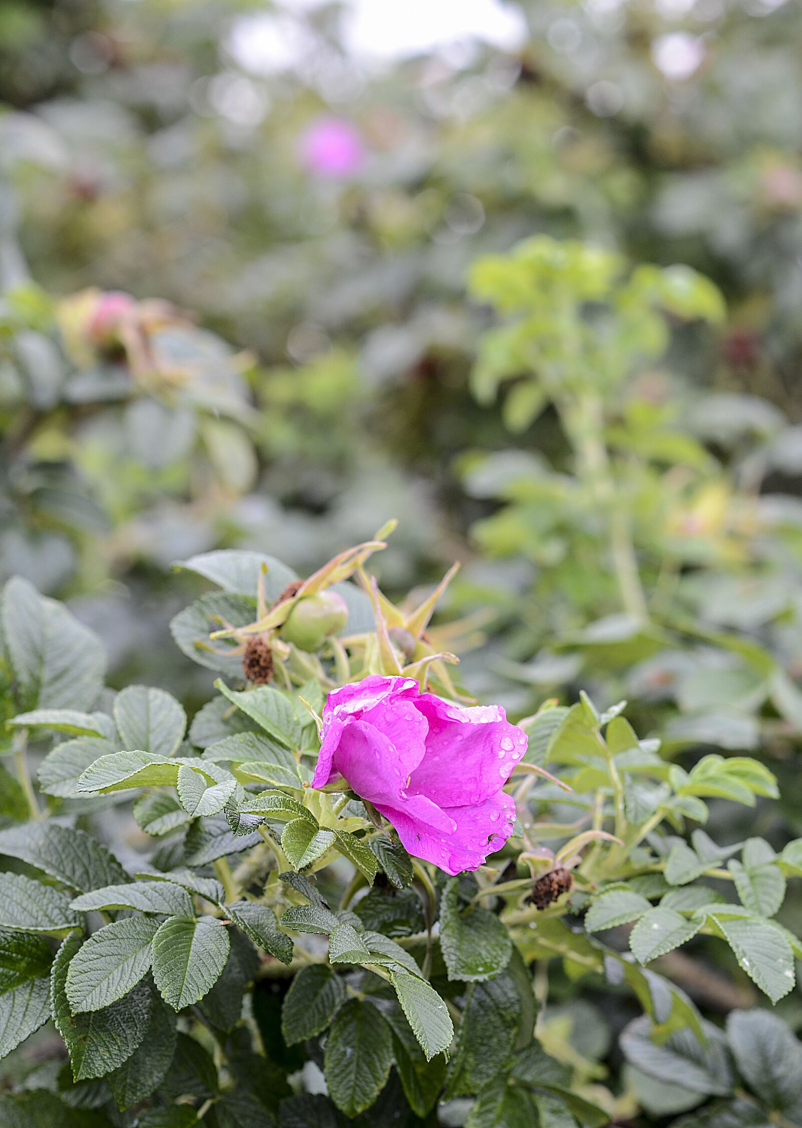 Nikon D7000 sample photo. Flower, plants, flowers photography