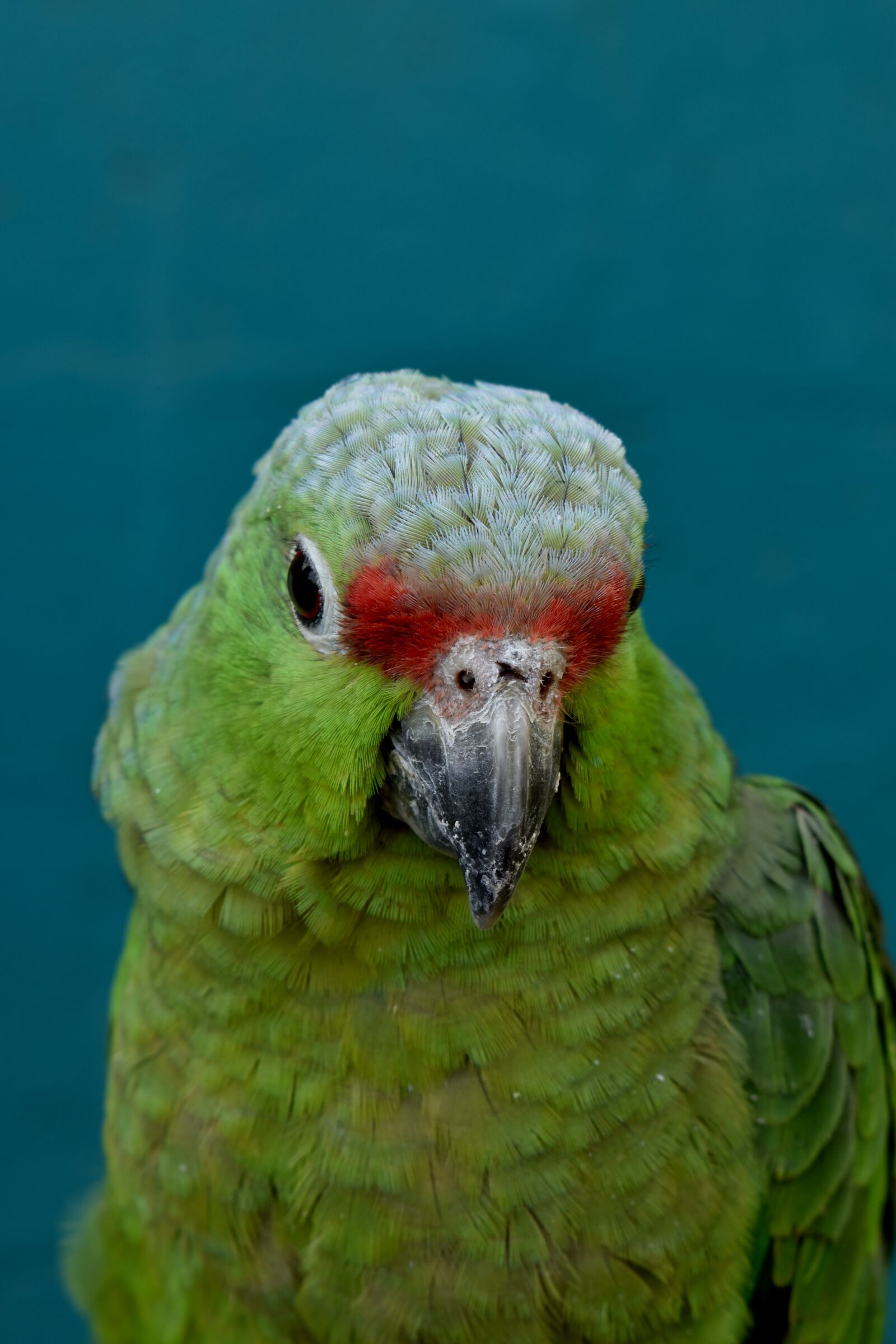 Nikon D3500 sample photo. Bird, nature, exotic photography