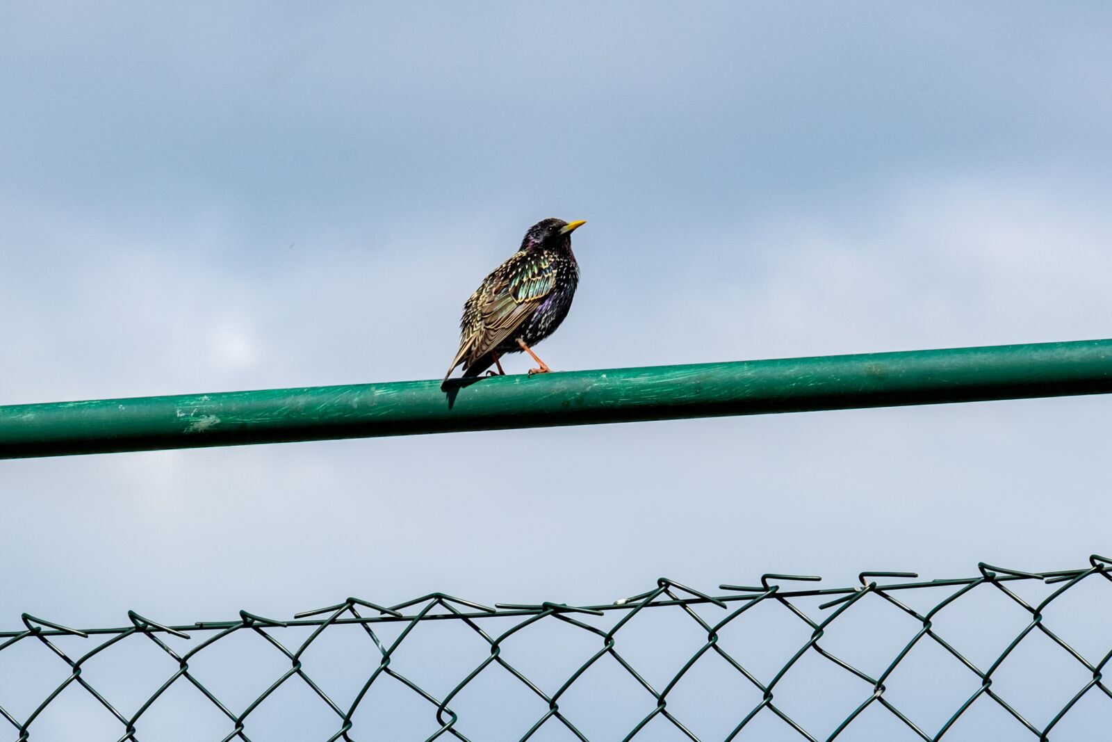 Fujifilm XF 55-200mm F3.5-4.8 R LM OIS sample photo. Starling, bird, sitting photography