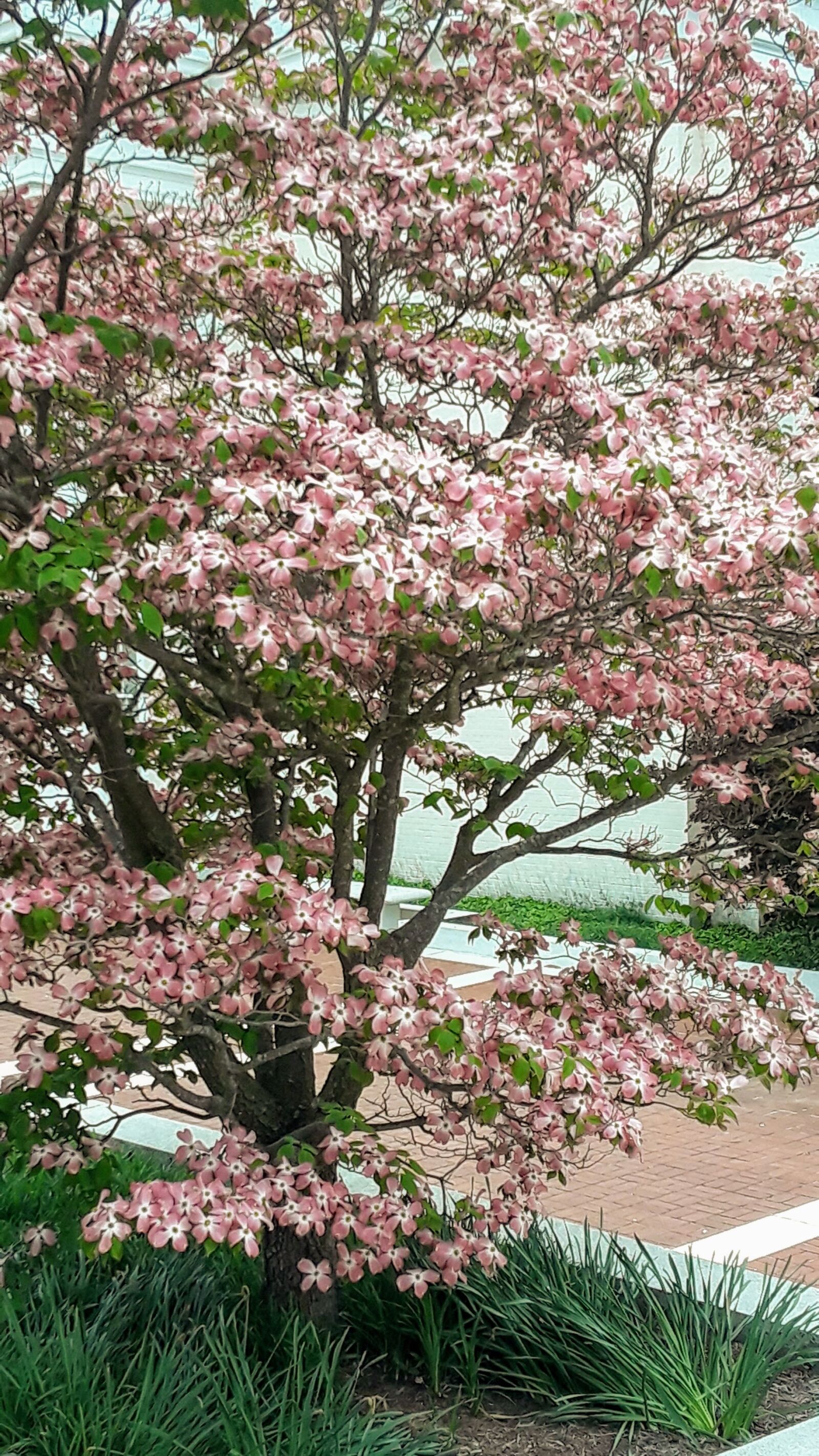 Samsung Galaxy J7 sample photo. Spring, pink, blossoms photography
